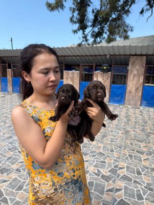 LABRADOR KÖPEĞİ YAVRULARIM
