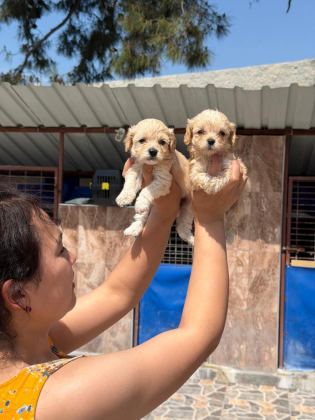 MALTİPOO KÖPEĞİ YAVRULARIMIZ
