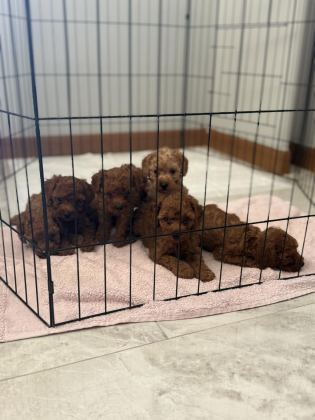 GÜZEL VE SAĞLIKLI POODLE BEBEKLER