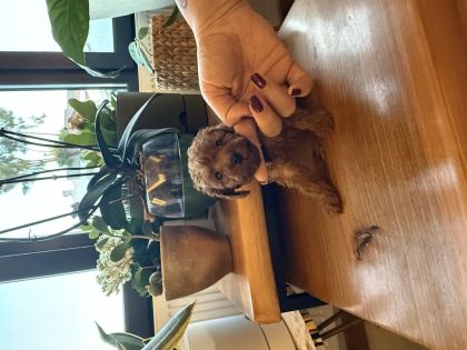 GÜZEL VE SAĞLIKLI POODLE BEBEKLER