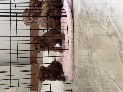 GÜZEL VE SAĞLIKLI POODLE BEBEKLER