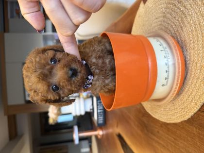GÜZEL VE SAĞLIKLI POODLE BEBEKLER