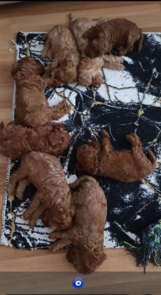 GÜZEL VE SAĞLIKLI POODLE BEBEKLER