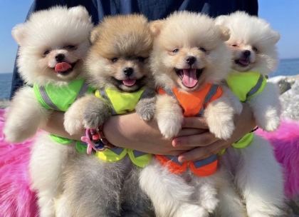 POMERANIAN DİŞİ & ERKEK
