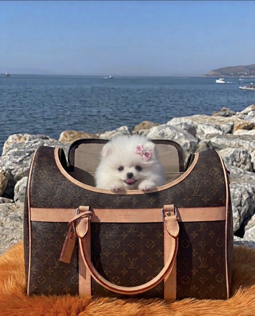 POMERANIAN DİŞİ & ERKEK