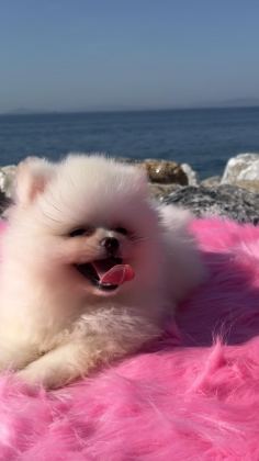 OYUNCAK SURAT POMERANİAN BOO