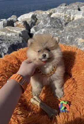 POMERANIAN DİŞİ & ERKEK