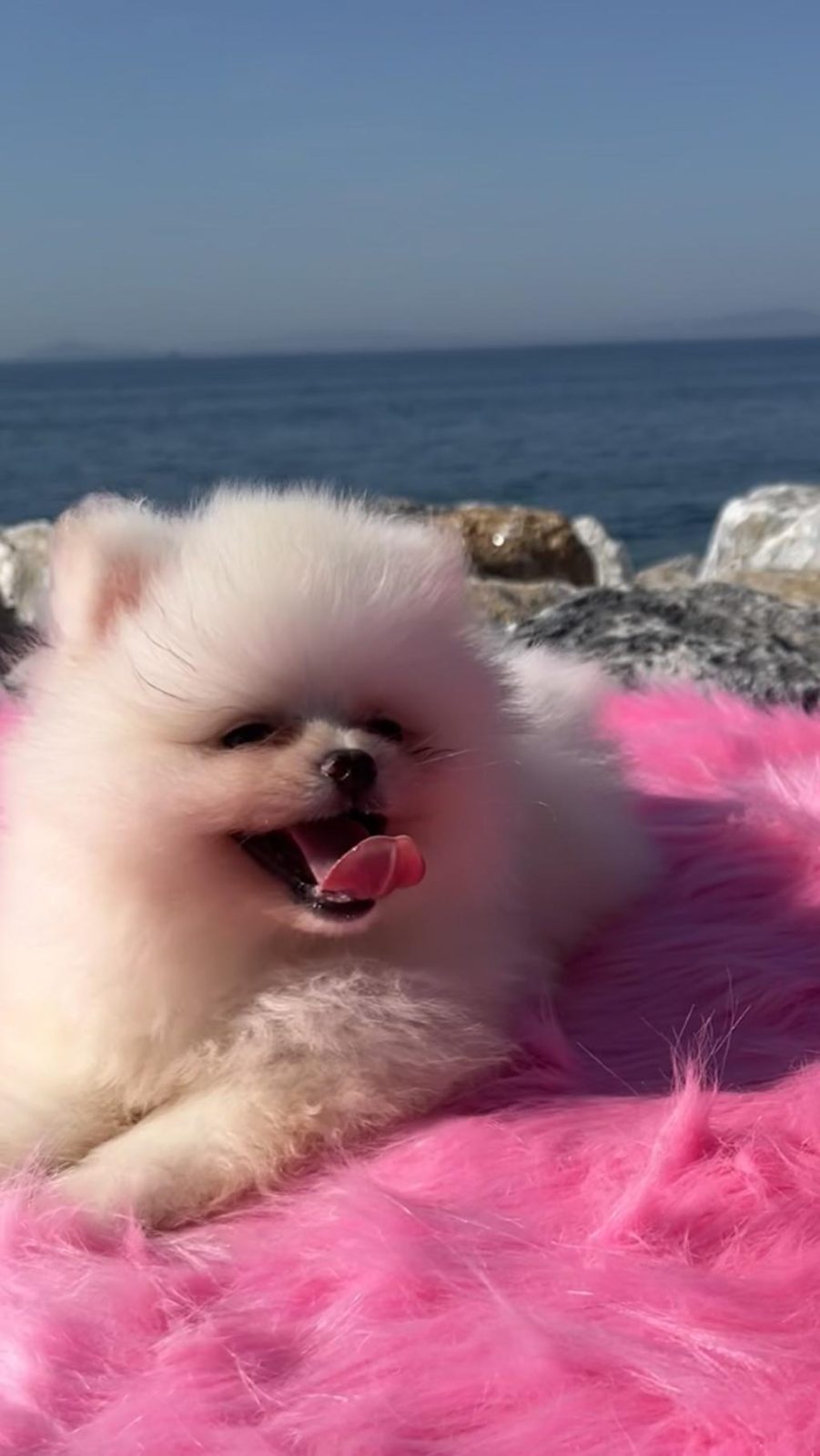OYUNCAK SURAT POMERANİAN BOO