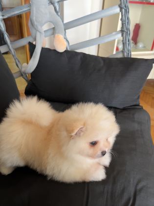 POMERANIAN DİŞİ & ERKEK