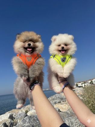POMERANIAN DİŞİ & ERKEK