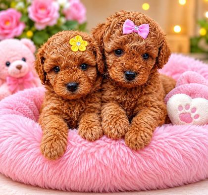 TOY POODLE BEBEKLER