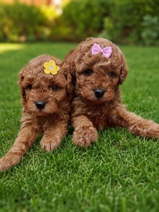 TOY POODLE BEBEKLER