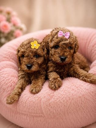 TOY POODLE BEBEKLER