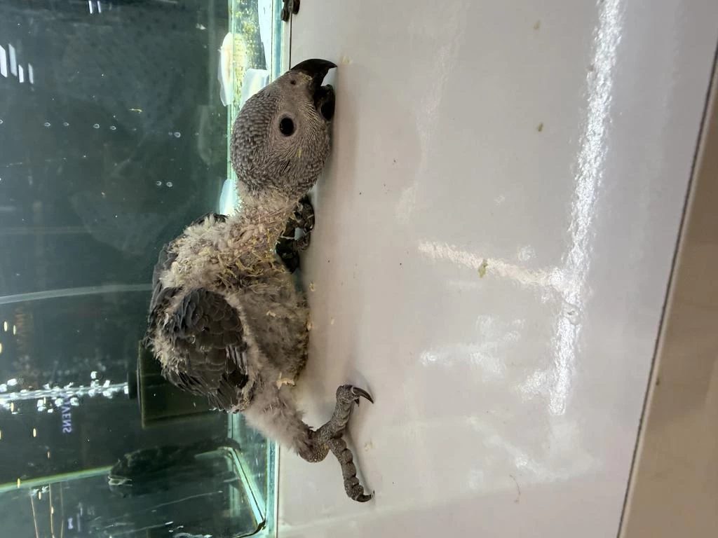 Evlat Arayanlara El Besleme Bebek Jakolar