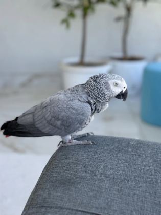 Ele Kola Alişkin Deli Gibi Konuşan Red Factör Jako