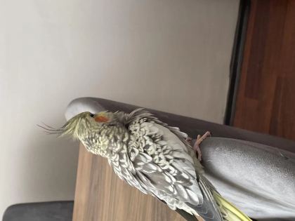 35 Günlük Sultan Papağanları Ve 1 Takım