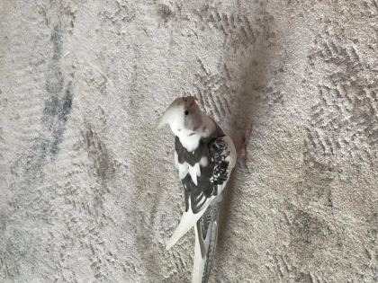 35 Günlük Sultan Papağanları Ve 1 Takım