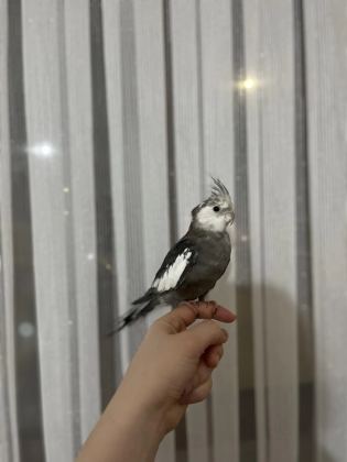 Sultan Papağanı Sekiz Aylık