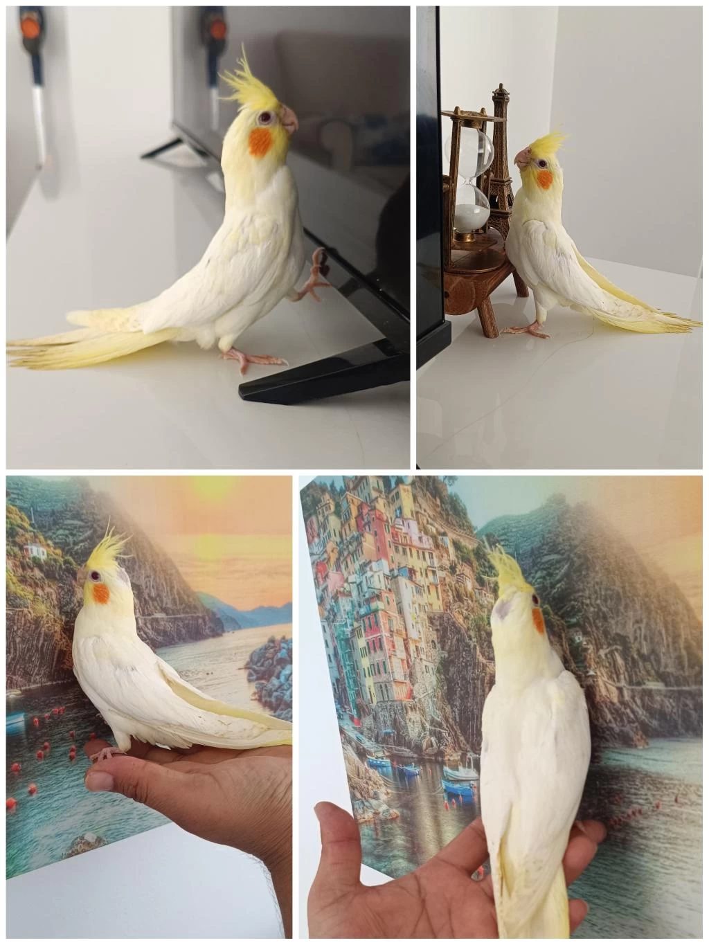 Ele Alışkın Ev Üretimi 50 Günlük Lutino Sultan Papağanı