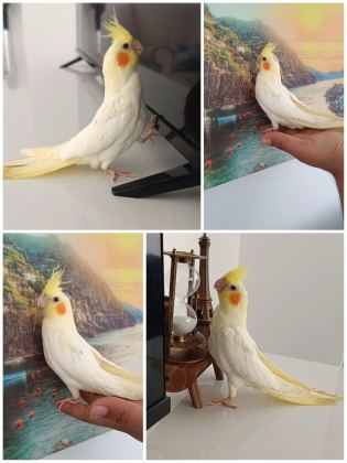 Ele Alışkın Ev Üretimi 50 Günlük Lutino Sultan Papağanı
