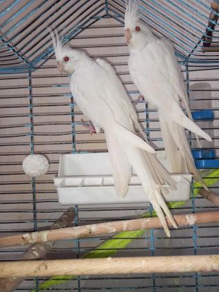 Orijinal Kırmızı Göz Albino Bir Çift Sultan Papağanı