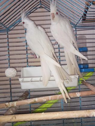 Orijinal Kırmızı Göz Albino Bir Çift Sultan Papağanı