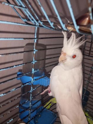 Orijinal Kırmızı Göz Albino Bir Çift Sultan Papağanı