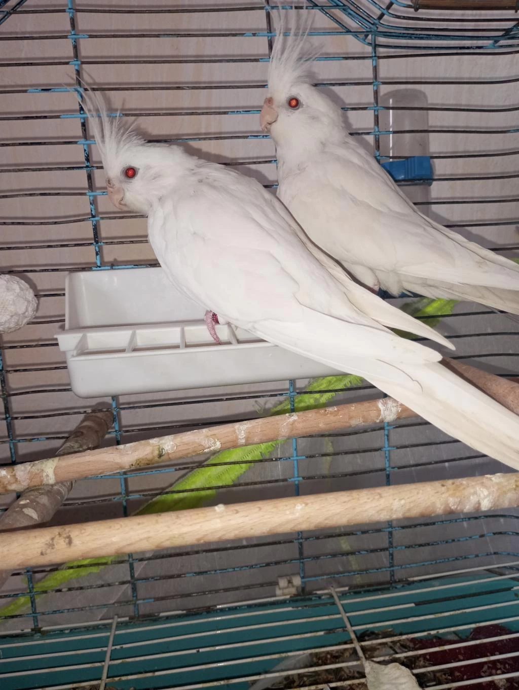 Orijinal Kırmızı Göz Albino Bir Çift Sultan Papağanı