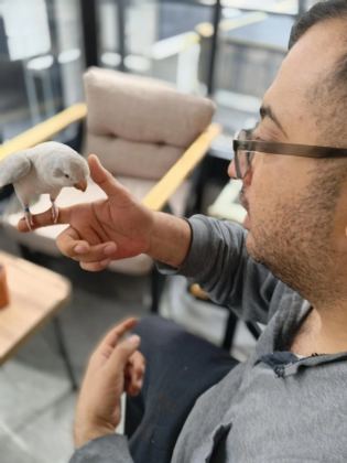 İki Adet Evcil Monk Tek De Verilir Çiftde