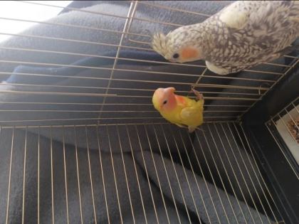 3 Aylık Sevda Ve Sultan Papağanı İsırması Yok