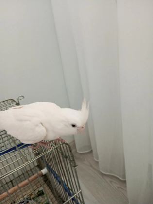 Saf Kan Kırmızı Göz Albino Sultan Papağanı