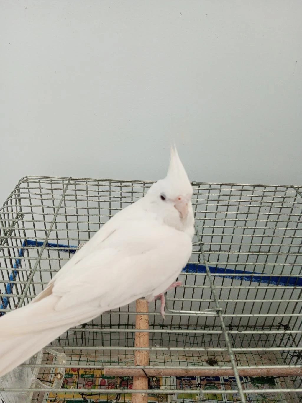 Saf Kan Kırmızı Göz Albino Sultan Papağanı