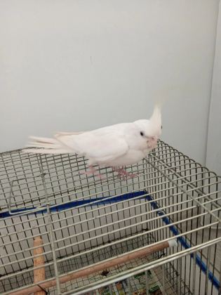 Saf Kan Kırmızı Göz Albino Sultan Papağanı