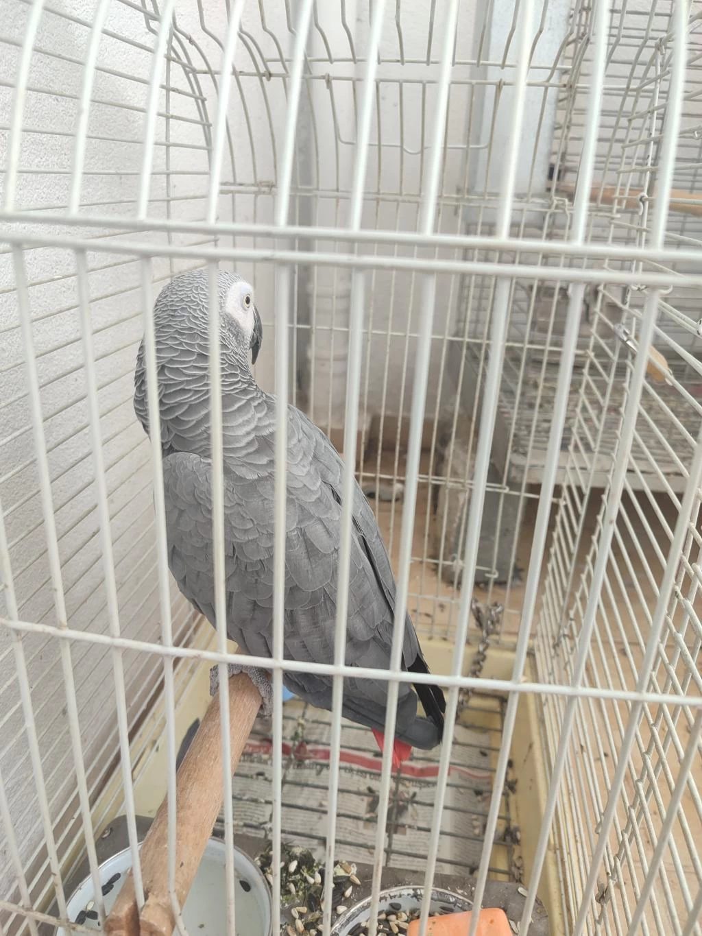 Jako Kango Kırmızı Kuyruk