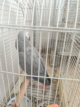 Jako Kango Kırmızı Kuyruk