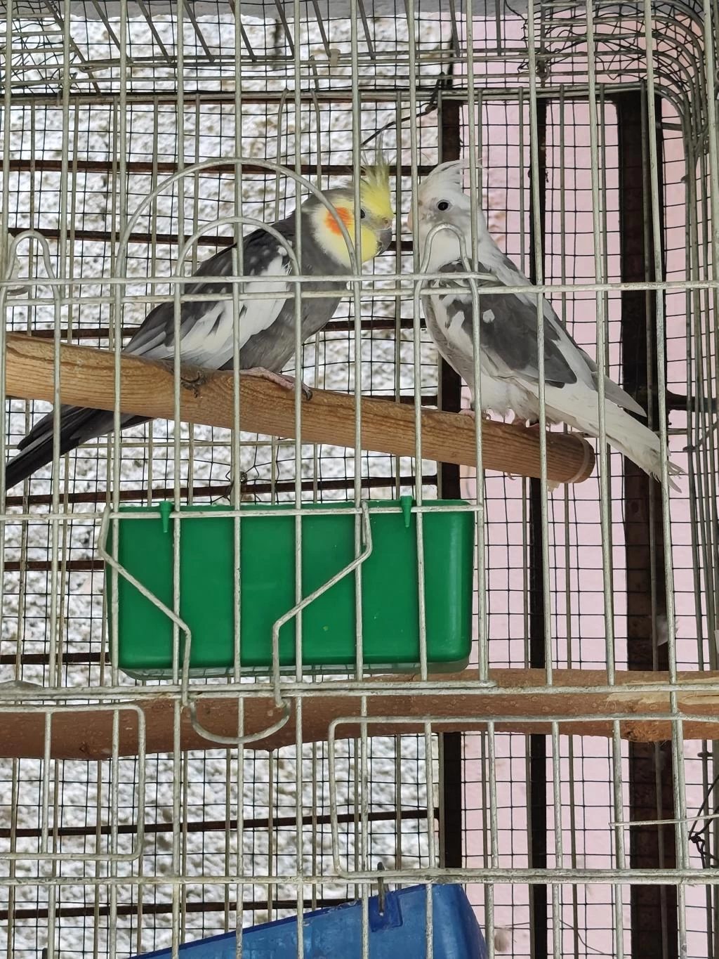 Çift Sultan Papağanı