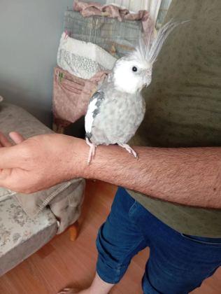 Konuşan Sultan Papağanı Ele Alışık