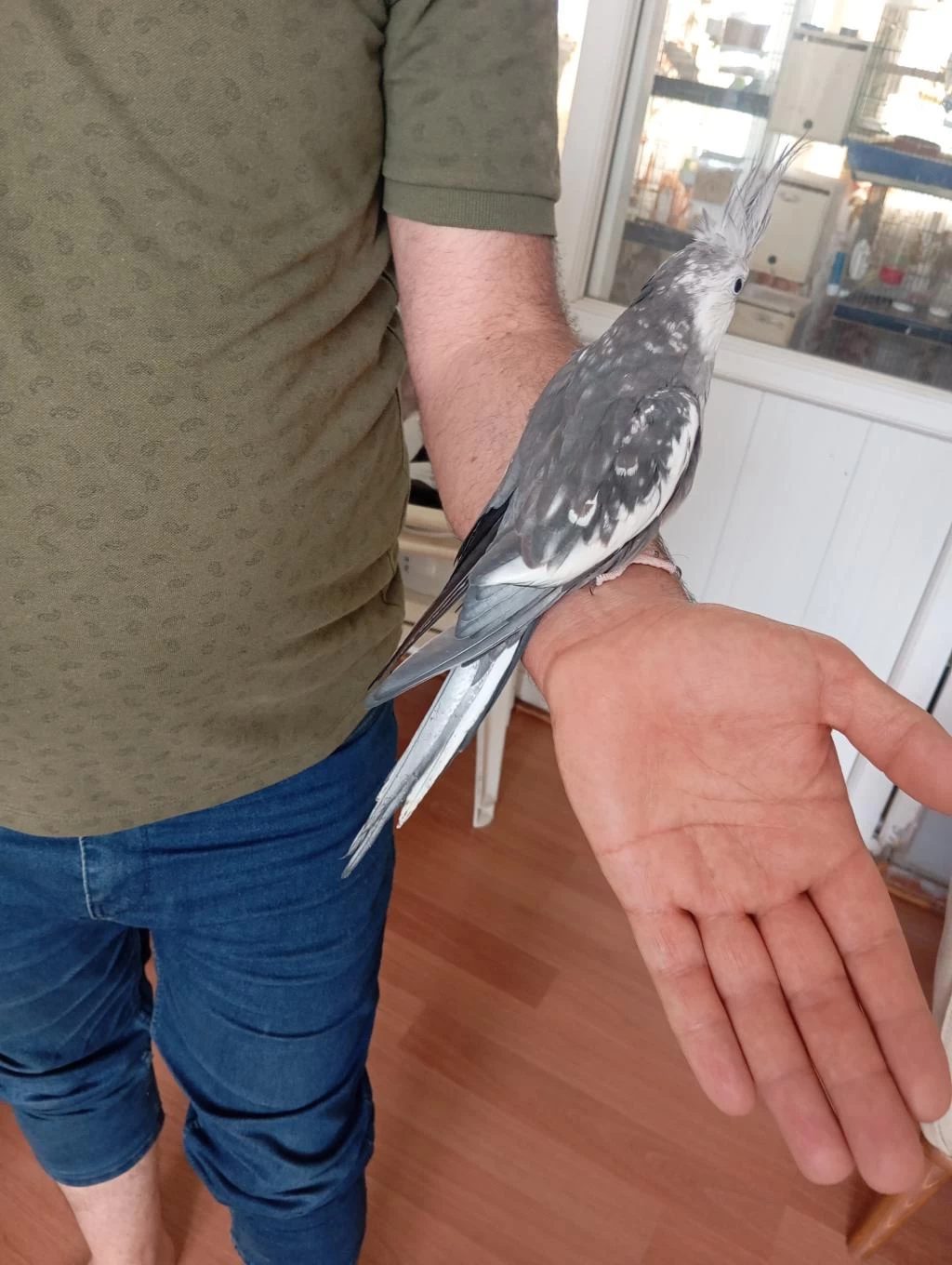 Konuşan Sultan Papağanı Ele Alışık