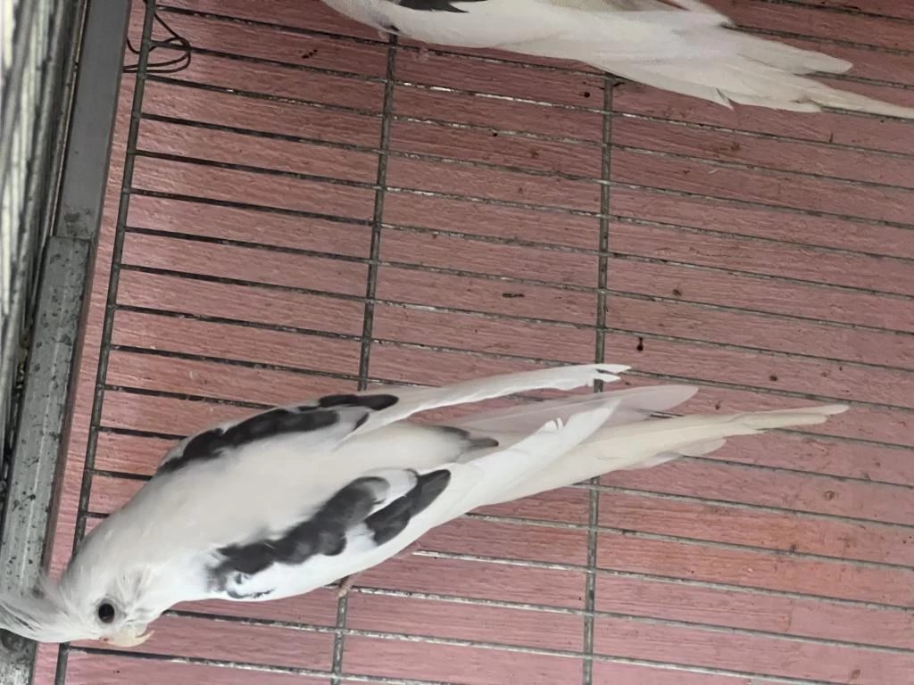 Mutasyon Heavy Sultanlar