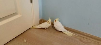 Pvc Kafes Ve Malzemeler İle Birlikte Sultan Papağanı