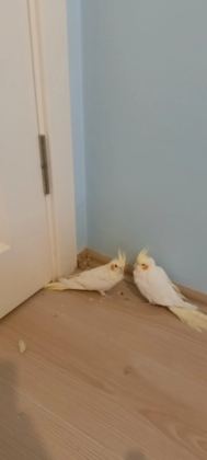 Pvc Kafes Ve Malzemeler İle Birlikte Sultan Papağanı