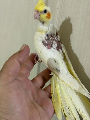 39 Günlük Kusursuz Lutino Bebek Sultan