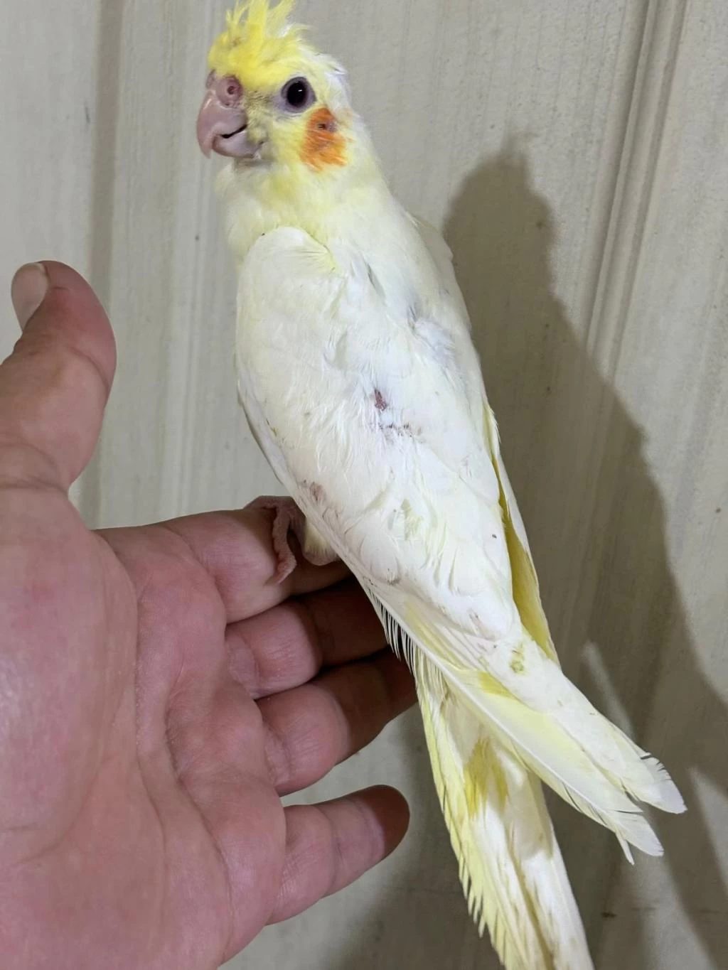 Konuşturmalik 40 Günlük Lutino Sultan Papağani Bebek