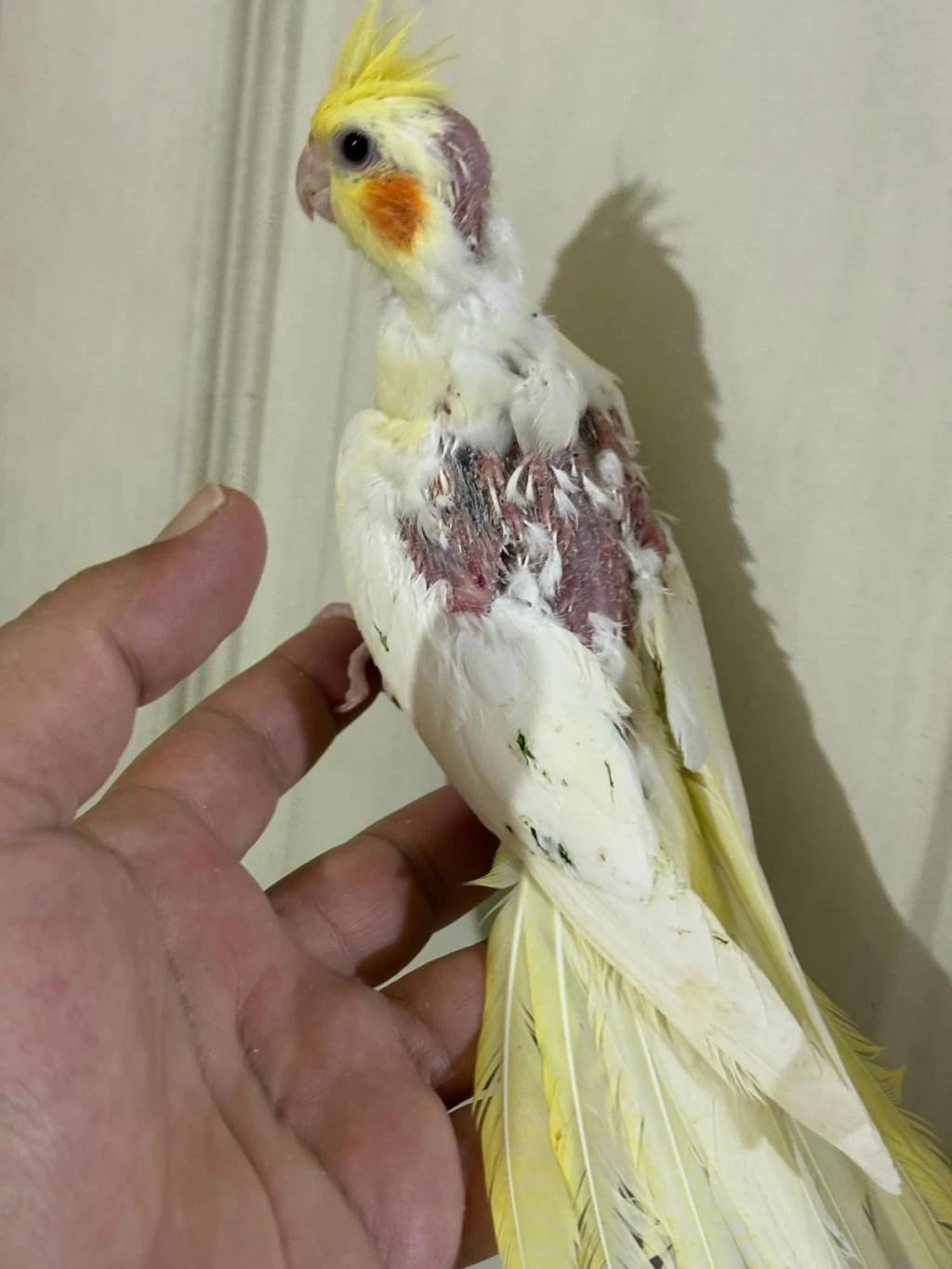39 Günlük Kusursuz Lutino Bebek Sultan