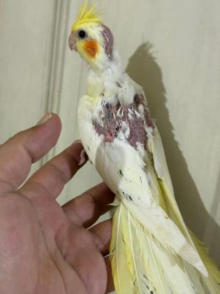 39 Günlük Kusursuz Lutino Bebek Sultan