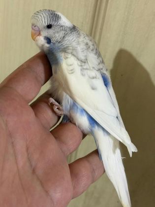 29-33 GÜNLÜK ARASI YENİ YEME DÜŞEN KUŞLARIM