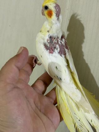 39 Günlük Kusursuz Lutino Bebek Sultan