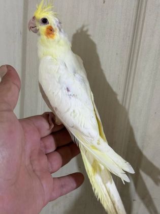 Konuşturmalik 40 Günlük Lutino Sultan Papağani Bebek