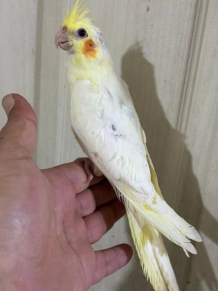 Konuşturmalik 40 Günlük Lutino Sultan Papağani Bebek