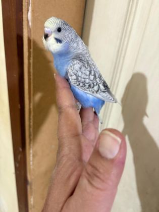 29-33 GÜNLÜK ARASI YENİ YEME DÜŞEN KUŞLARIM